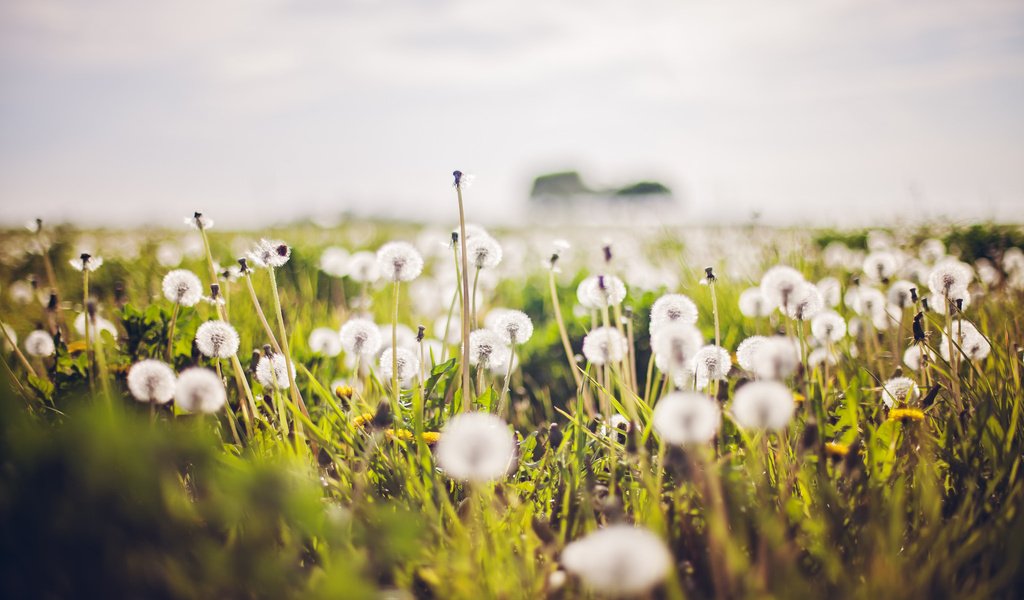 Обои природа, лето, одуванчики, nature, summer, dandelions разрешение 2048x1365 Загрузить