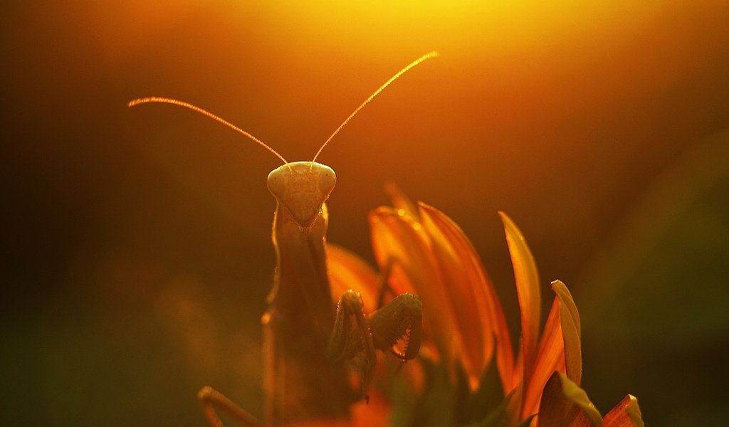 Обои солнце, макро, насекомое, лучи, цветок, растение, богомол, the sun, macro, insect, rays, flower, plant, mantis разрешение 1928x1277 Загрузить