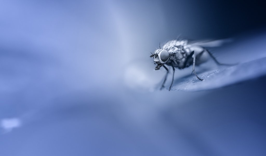 Обои макро, насекомое, фон, крылья, лапки, муха, macro, insect, background, wings, legs, fly разрешение 2548x1632 Загрузить