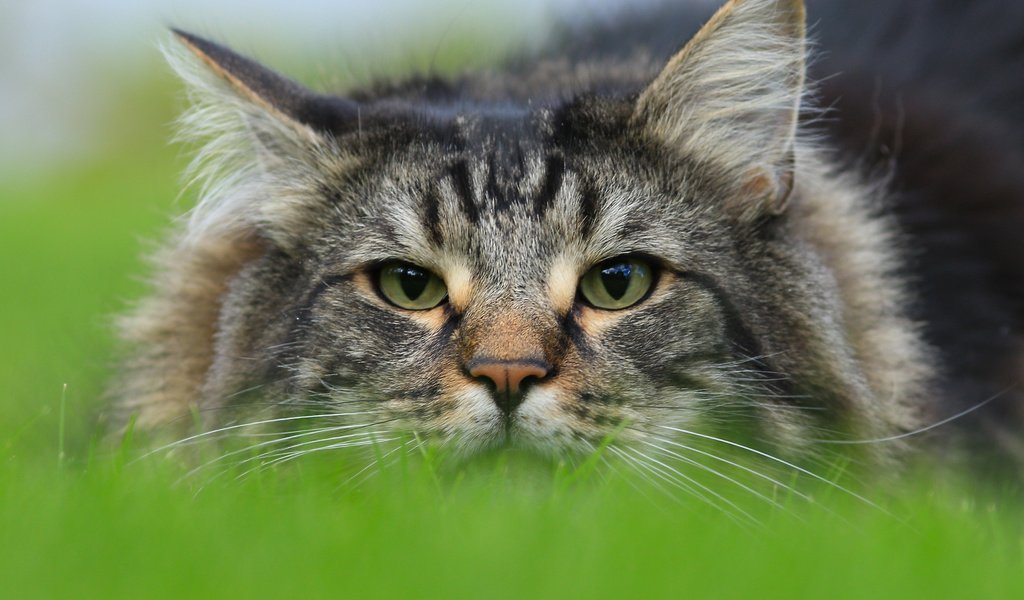 Обои морда, кот, взгляд, норвежская лесная кошка, face, cat, look, norwegian forest cat разрешение 3976x2651 Загрузить