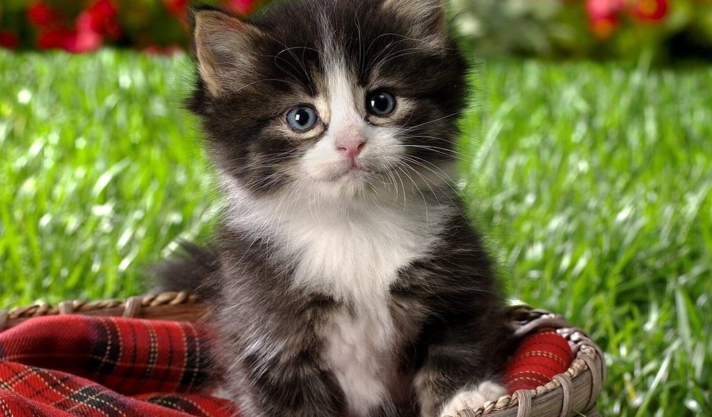 Обои кот, котенок, маленький, пушистый, корзинка, cat, kitty, small, fluffy, basket разрешение 1920x1440 Загрузить