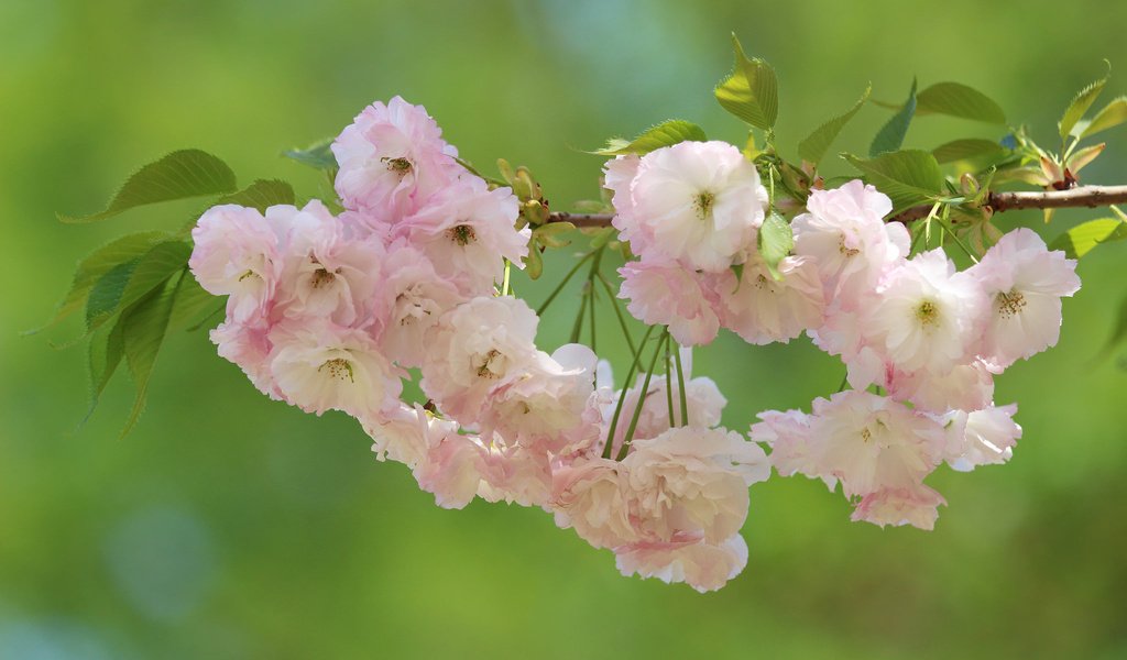 Обои ветка, цветение, макро, фон, вишня, сакура, цветки, branch, flowering, macro, background, cherry, sakura, flowers разрешение 2048x1365 Загрузить