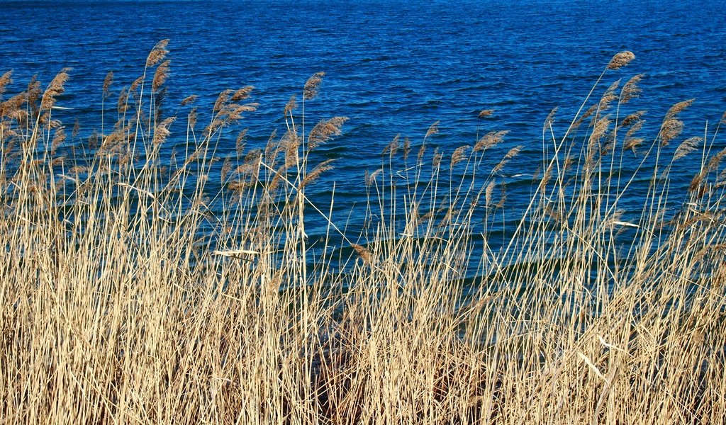 Обои трава, вода, природа, макро, колоски, голубая, сухая, grass, water, nature, macro, spikelets, blue, dry разрешение 4032x2272 Загрузить