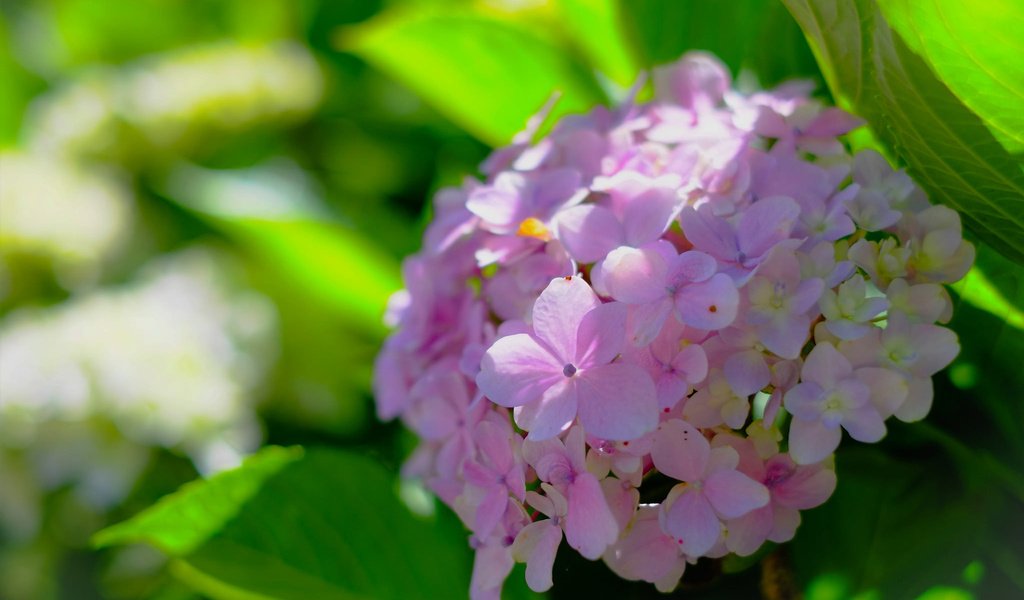 Обои макро, боке, соцветие, гортензия, macro, bokeh, inflorescence, hydrangea разрешение 2048x1365 Загрузить