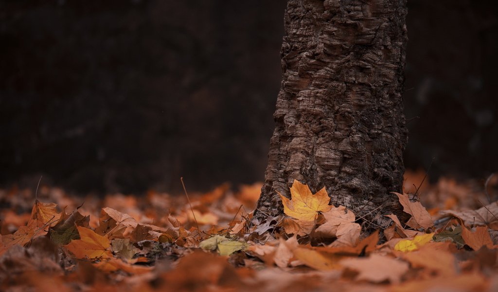 Обои дерево, листья, осень, tree, leaves, autumn разрешение 1920x1195 Загрузить