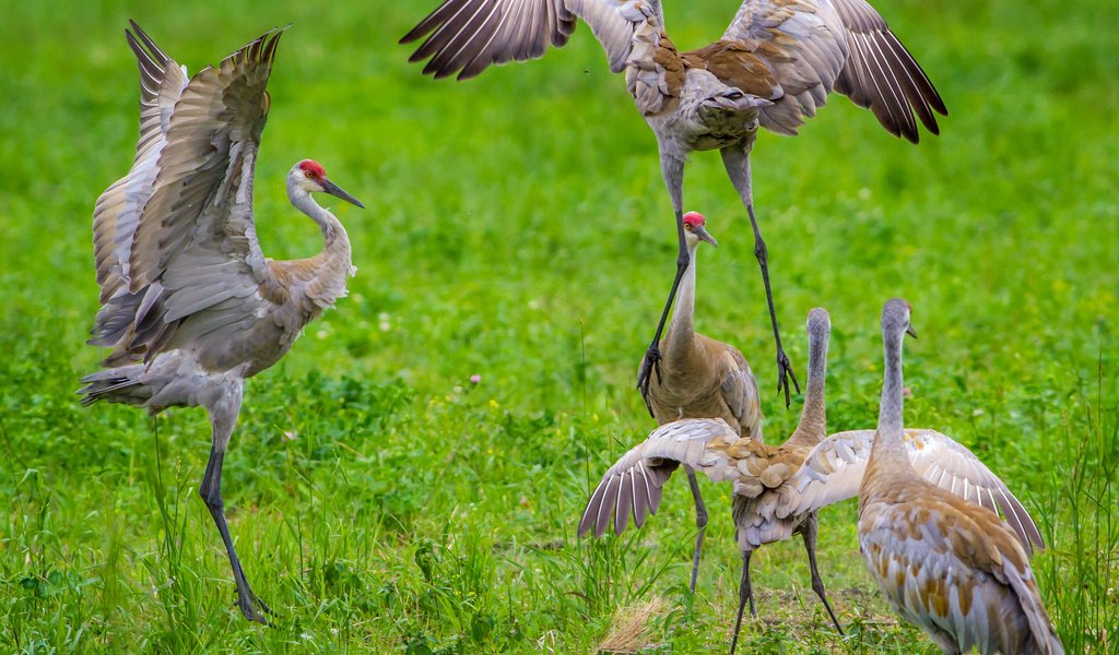 Обои крылья, птицы, танец, журавль, канадский, wings, birds, dance, crane, canadian разрешение 2560x1863 Загрузить