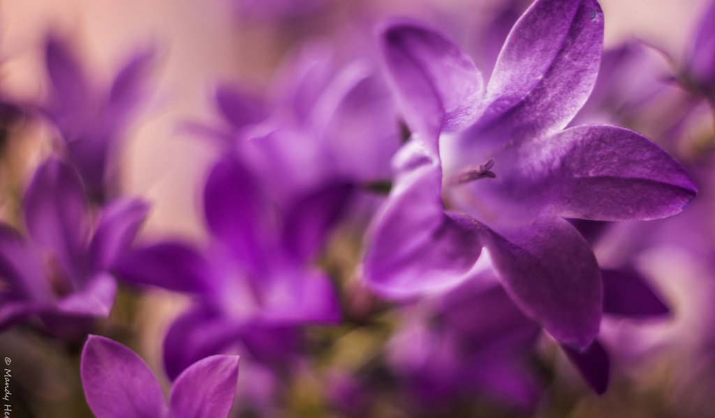 Обои макро, лепестки, колокольчики, macro, petals, bells разрешение 2048x1365 Загрузить