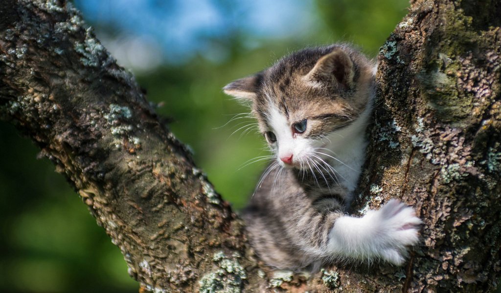Обои кошка, котенок, малыш, на дереве, cat, kitty, baby, on the tree разрешение 2048x1280 Загрузить