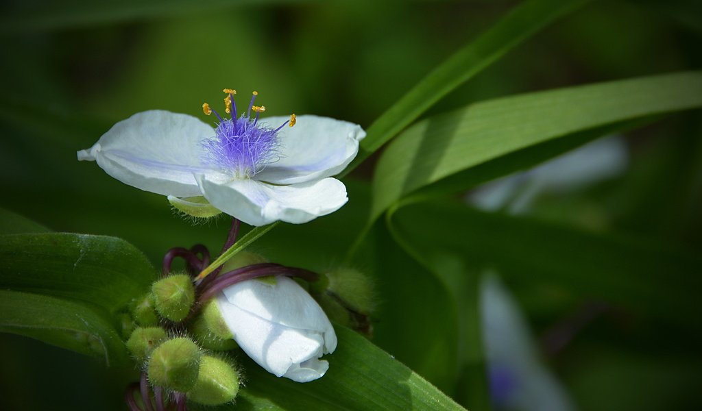 Обои цветы, макро, белые, белая,  цветы, flowers, macro, white разрешение 5043x2996 Загрузить