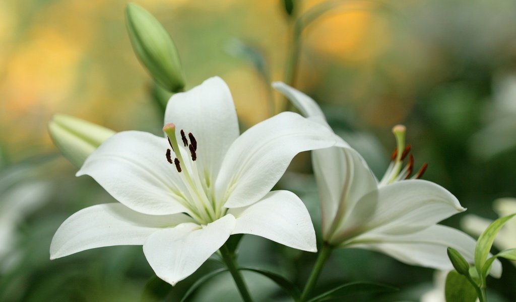 Обои цветы, бутоны, макро, лепестки, лилия, белые, flowers, buds, macro, petals, lily, white разрешение 3000x1872 Загрузить