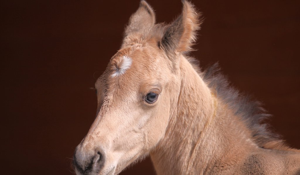 Обои лошадь, взгляд, мордашка, конь, жеребенок, horse, look, face, foal разрешение 3456x2304 Загрузить