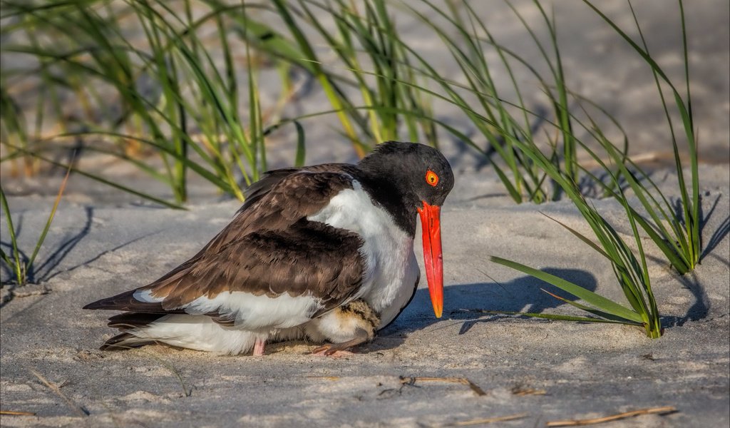 Обои трава, снег, песок, птица, клюв, кулик-сорока, grass, snow, sand, bird, beak, oystercatcher разрешение 2622x1577 Загрузить