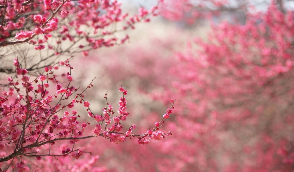 Обои цветы, дерево, бутоны, весна, вишня, flowers, tree, buds, spring, cherry разрешение 2560x1600 Загрузить