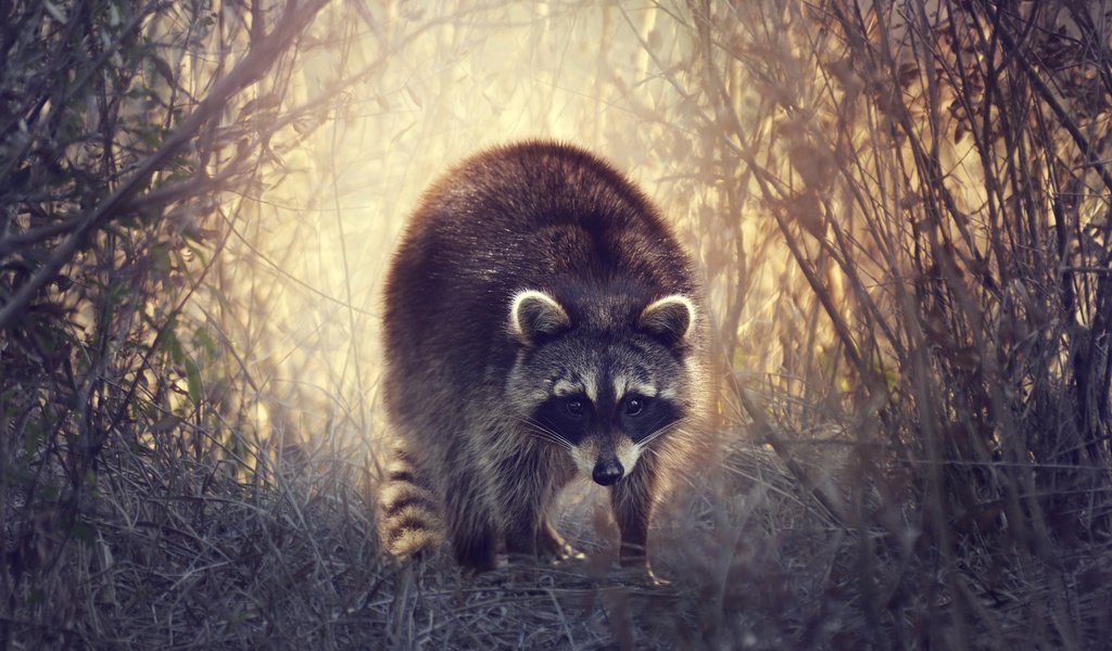 Обои трава, природа, мордочка, кусты, взгляд, енот, grass, nature, muzzle, the bushes, look, raccoon разрешение 4200x3000 Загрузить