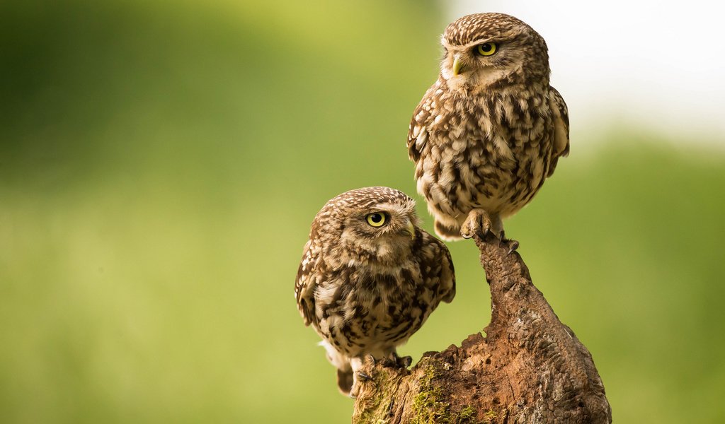 Обои сова, птицы, парочка, коряга, сыч, домовый сыч, сычи, owl, birds, a couple, snag, the little owl, owls разрешение 2048x1338 Загрузить