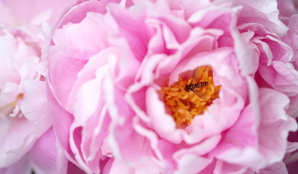 Обои макро, насекомое, розовый, пион, macro, insect, pink, peony разрешение 2048x1366 Загрузить