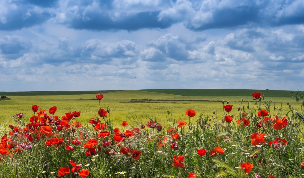 Обои цветы, облака, поле, маки, испания, вальядолид, flowers, clouds, field, maki, spain, valladolid разрешение 4565x3299 Загрузить