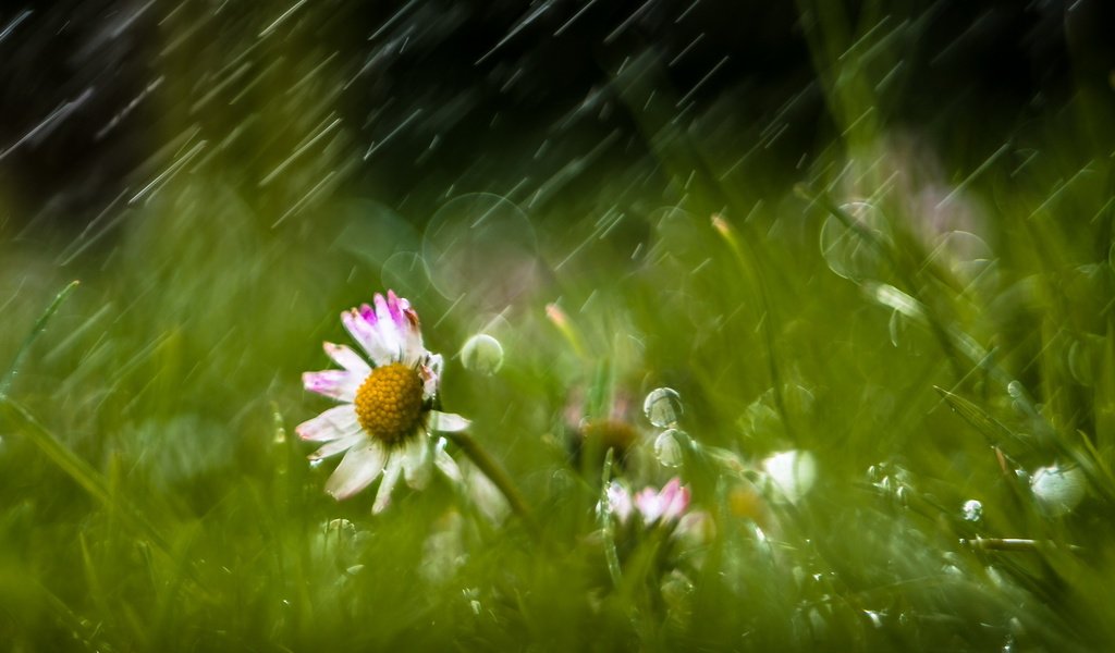 Обои цветы, трава, природа, дождь, ромашки, flowers, grass, nature, rain, chamomile разрешение 2560x1709 Загрузить