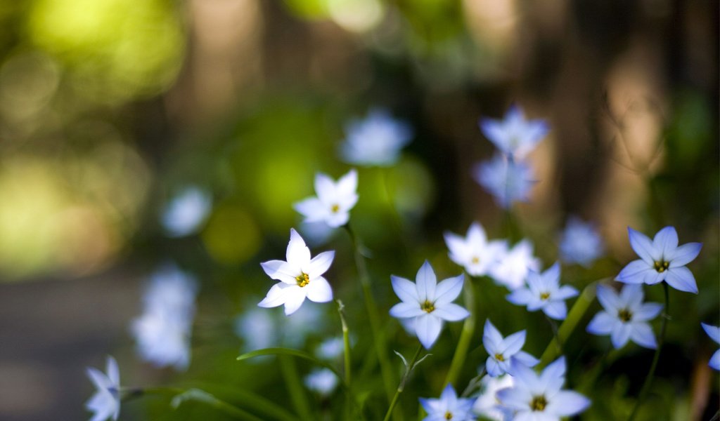 Обои цветы, макро, лепестки, размытость, голубые, flowers, macro, petals, blur, blue разрешение 3050x1969 Загрузить