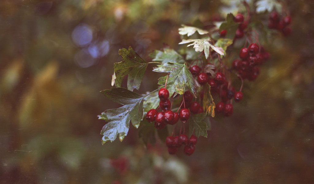 Обои ветка, листья, красные, ягоды, branch, leaves, red, berries разрешение 2048x1365 Загрузить