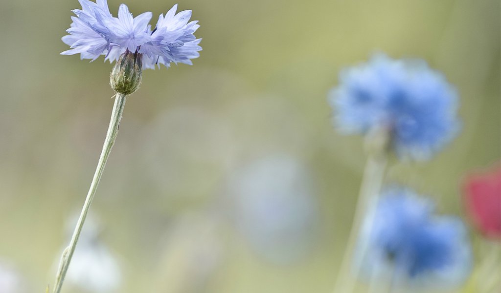 Обои фокус камеры, макро, размытость, васильки, светло-голубые, the focus of the camera, macro, blur, cornflowers, light blue разрешение 3253x2605 Загрузить