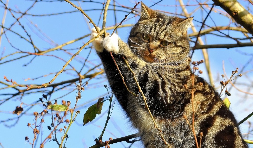 Обои дерево, кот, ветки, кошка, на дереве, tree, cat, branches, on the tree разрешение 3694x2597 Загрузить