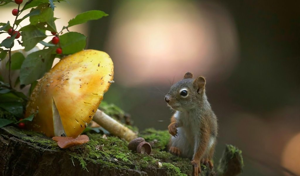 Обои животные, гриб, мох, бурундук, макрос, animals, mushroom, moss, chipmunk, macro разрешение 1920x1200 Загрузить