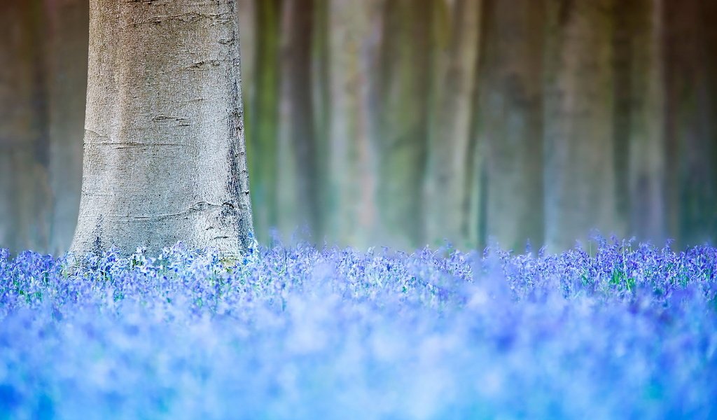 Обои цветы, дерево, весна, flowers, tree, spring разрешение 1920x1280 Загрузить