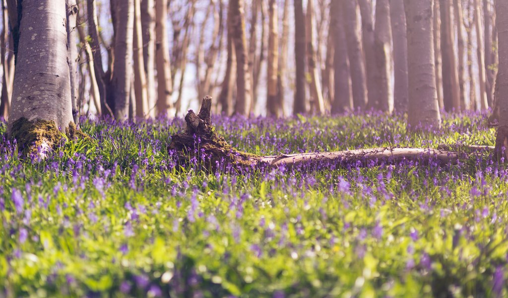 Обои цветы, лес, весна, flowers, forest, spring разрешение 2048x1367 Загрузить