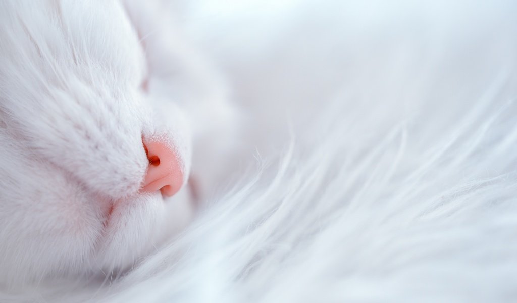 Обои кот, кошка, белый, дом, уют, cat, white, house, comfort разрешение 2880x1923 Загрузить