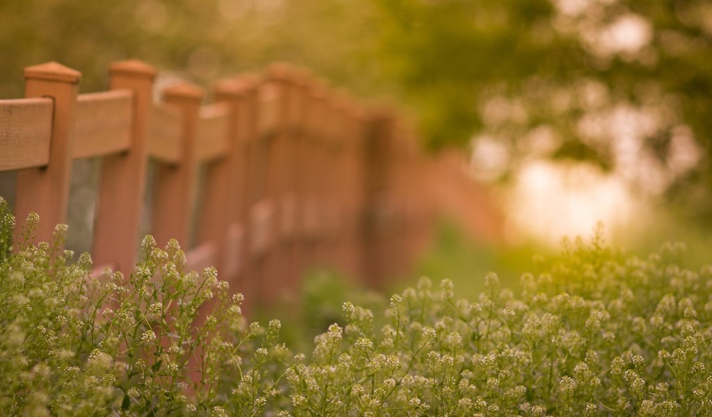 Обои цветы, летнее, трава, природа, лето, забор, на природе, боке, изгородь, цветком, flower, flowers, grass, nature, summer, the fence, bokeh, fence разрешение 2560x1600 Загрузить