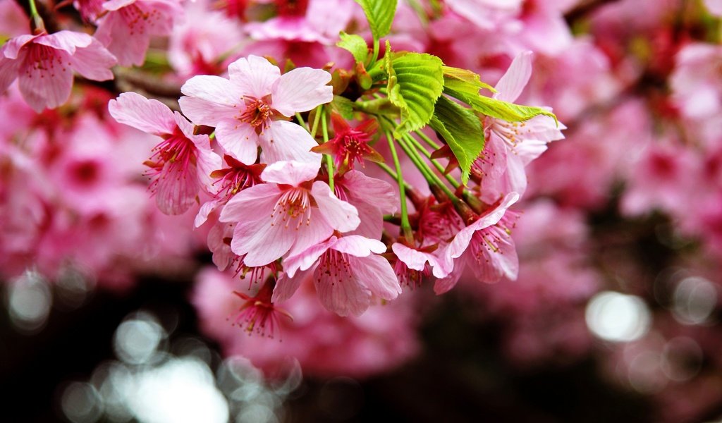 Обои цветение, макро, весна, сакура, blossom, весенние, flowering trees, flowering, macro, spring, sakura разрешение 2880x1828 Загрузить