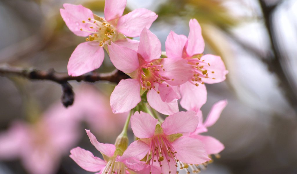 Обои цветение, весна, сакура, blossom, весенние, flowering trees, flowering, spring, sakura разрешение 3264x2262 Загрузить