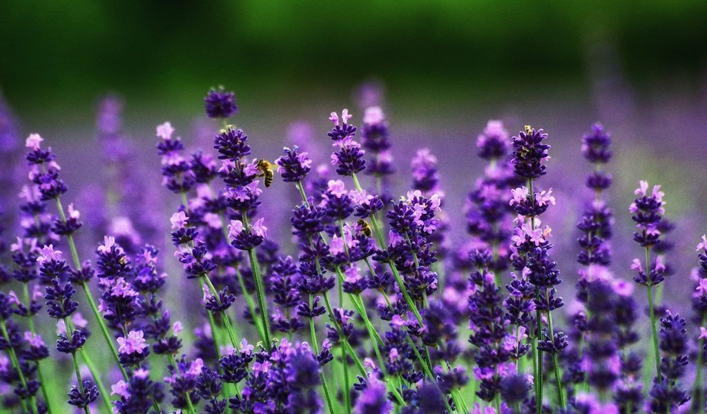 Обои цветы, поле, лаванда, пчелы, flowers, field, lavender, bees разрешение 3008x2000 Загрузить