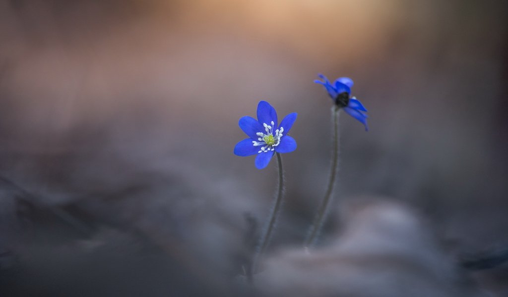 Обои цветы, природа, фон, лепестки, размытость, печёночница, flowers, nature, background, petals, blur, pechenocna разрешение 3000x2003 Загрузить