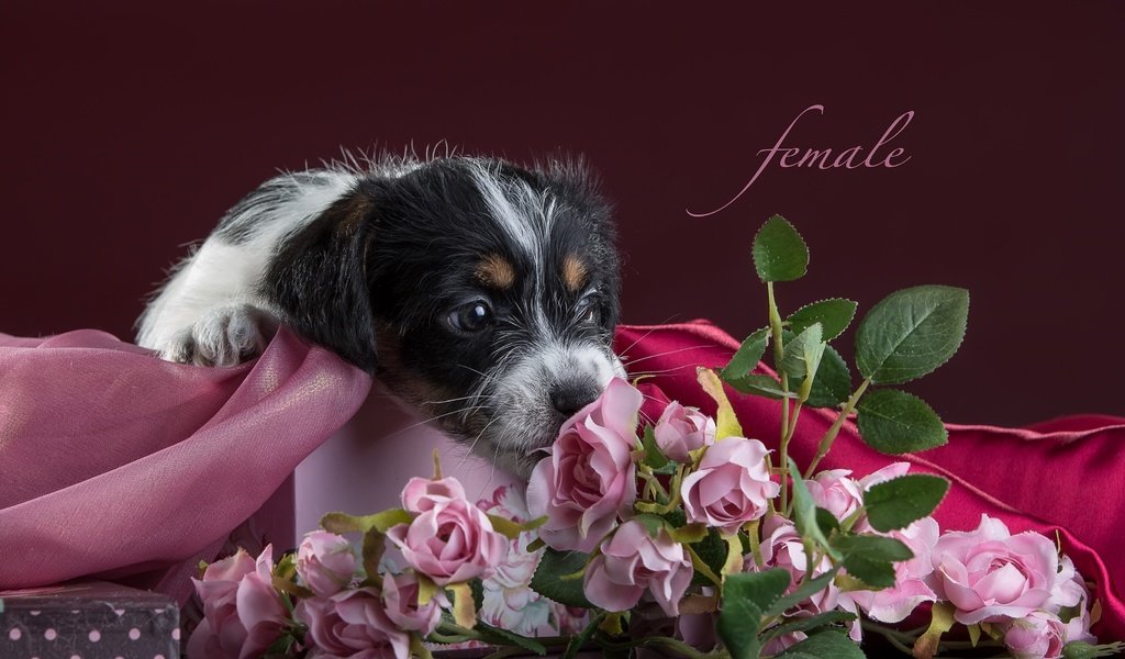 Обои цветы, розы, щенок, ткань, джек-рассел-терьер, flowers, roses, puppy, fabric, jack russell terrier разрешение 3300x2112 Загрузить