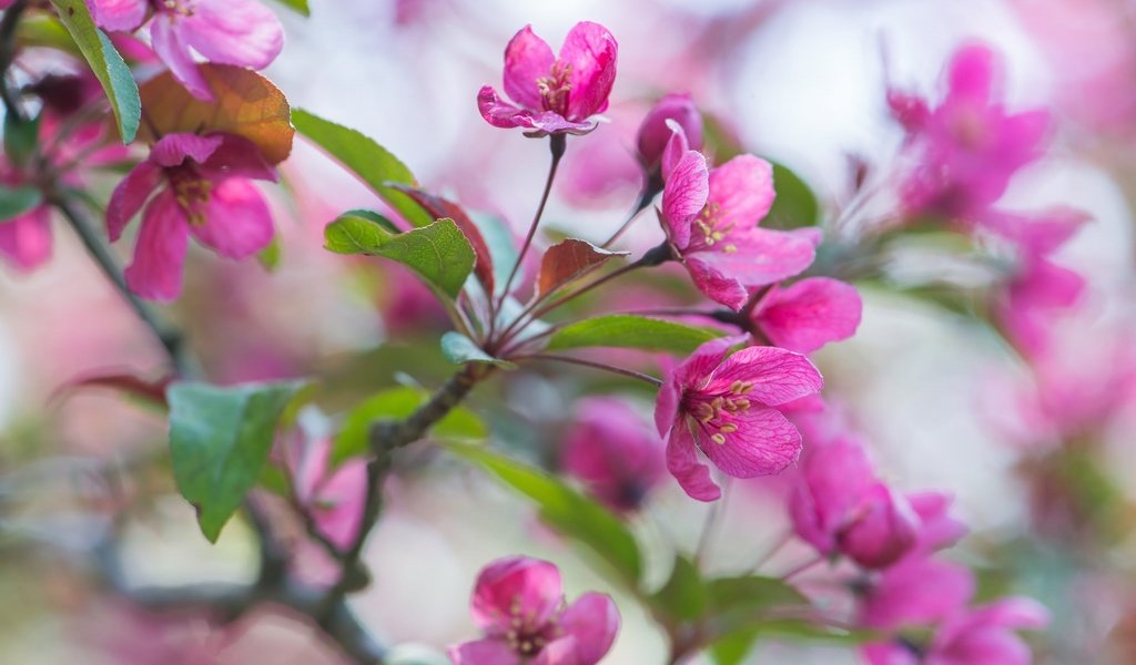 Обои цветы, ветка, весна, розовые, яблоня, flowers, branch, spring, pink, apple разрешение 2048x1396 Загрузить