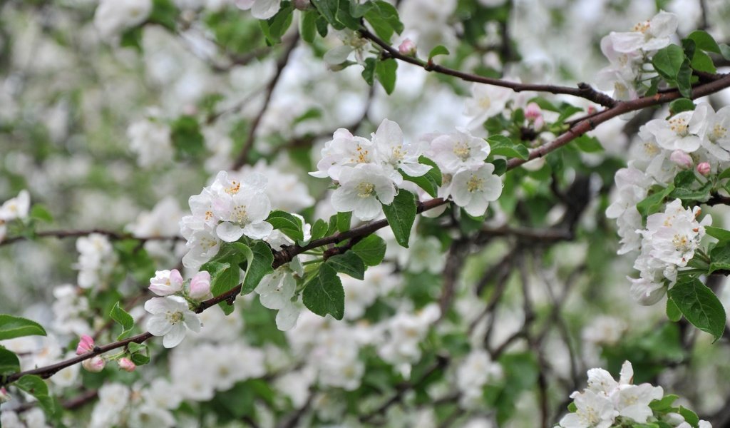 Обои дерево, ветки, весна, яблоня, tree, branches, spring, apple разрешение 3000x1993 Загрузить