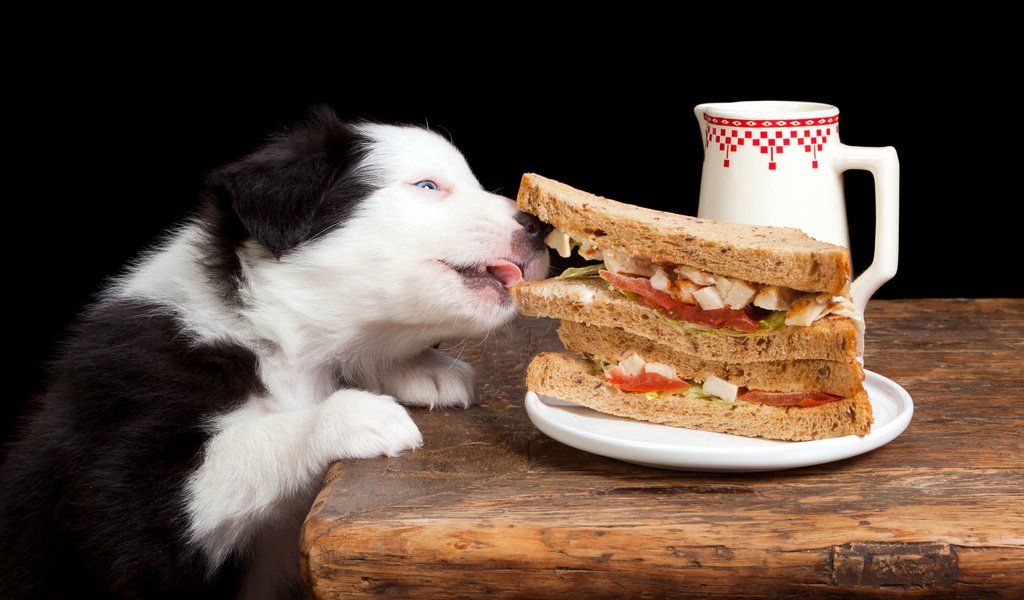 Обои еда, собака, бутерброд, песики, бордер-колли, food, dog, sandwich, dogs, the border collie разрешение 5371x3581 Загрузить
