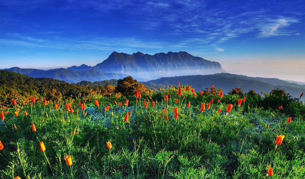 Обои цветы, горы, поле, гора, таиланд,  цветы, chiang-dao, цзян-дао, flowers, mountains, field, mountain, thailand, jiang dao разрешение 1920x1080 Загрузить