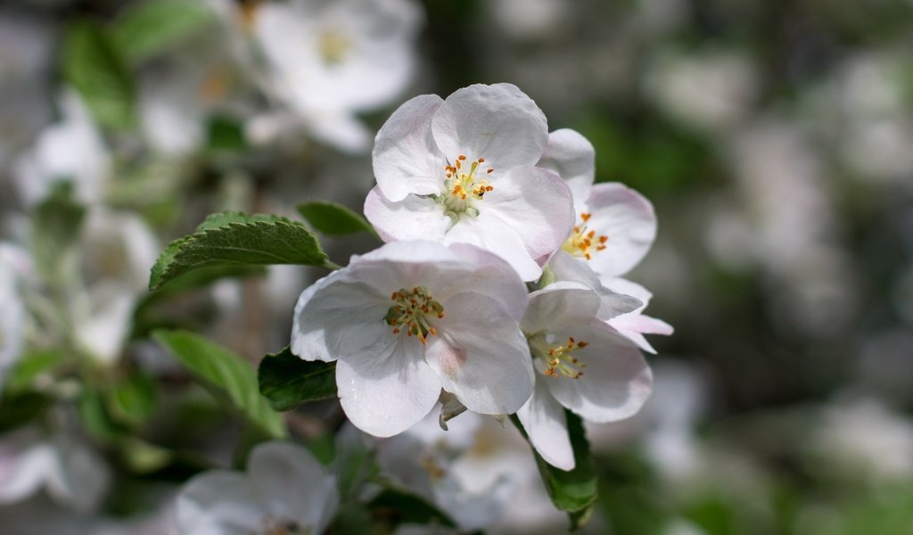 Обои цветение, листья, макро, лепестки, весна, яблоня, боке, flowering, leaves, macro, petals, spring, apple, bokeh разрешение 2400x1600 Загрузить