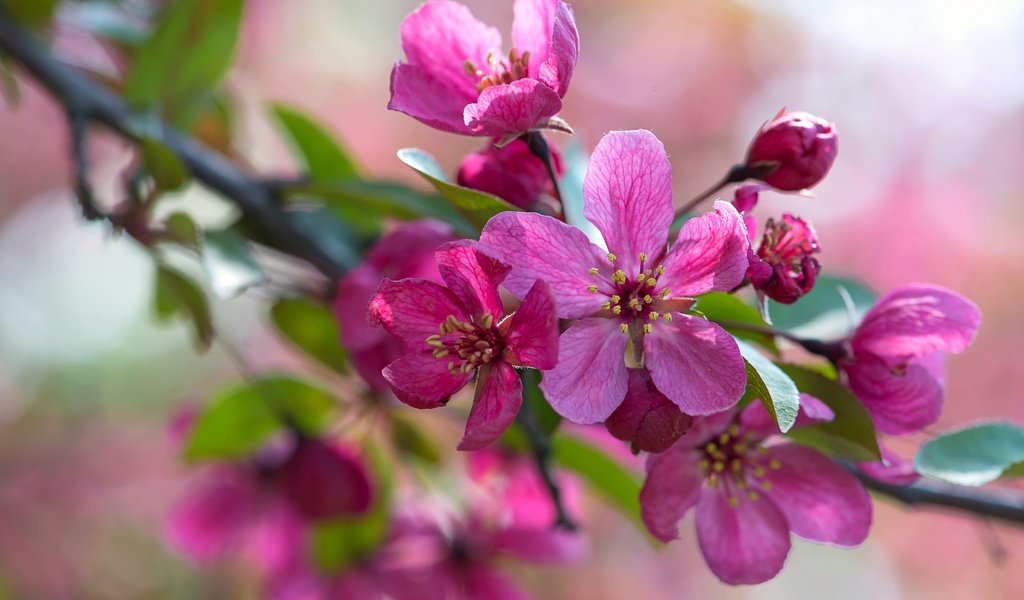 Обои ветка, макро, розовый, яблоня, branch, macro, pink, apple разрешение 2048x1367 Загрузить