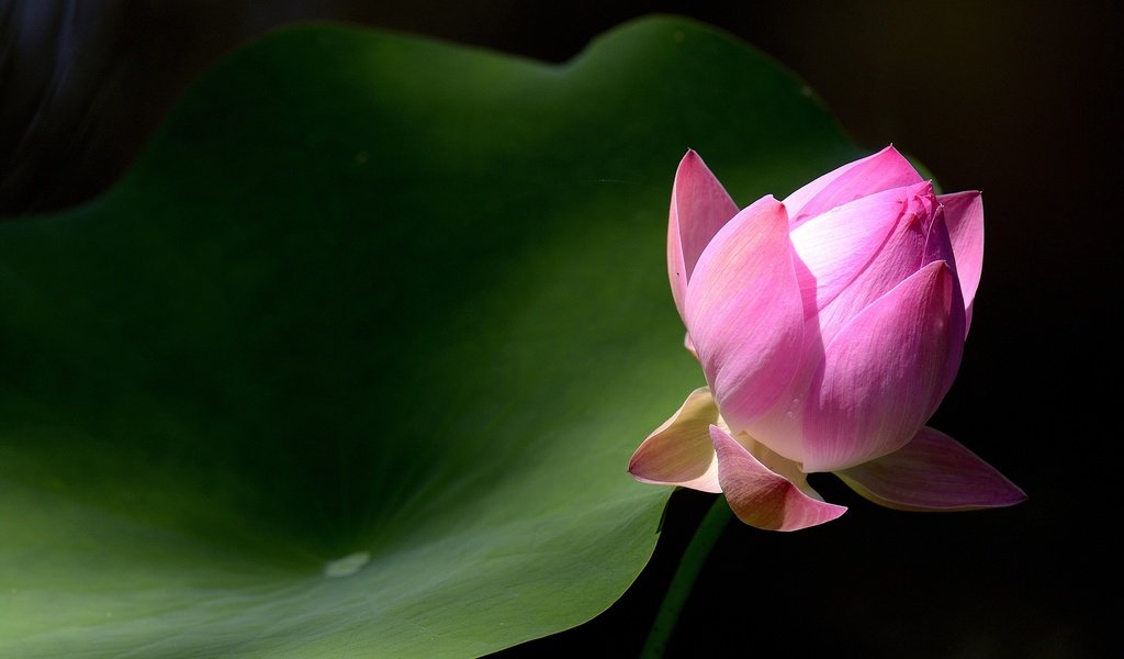 Обои макро, фон, лист, бутон, лотос, macro, background, sheet, bud, lotus разрешение 2880x1920 Загрузить