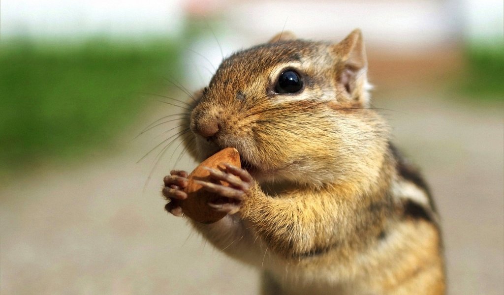 Обои орех, бурундук, ест, walnut, chipmunk, eating разрешение 1920x1200 Загрузить