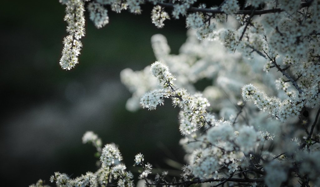 Обои цветы, природа, дерево, яблоня, flowers, nature, tree, apple разрешение 3456x2203 Загрузить