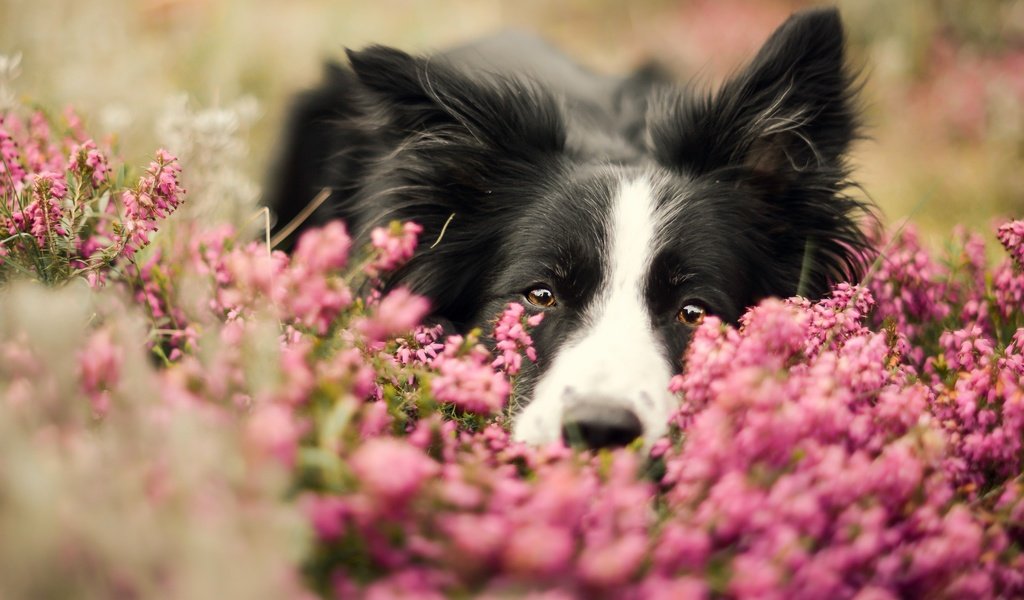 Обои морда, цветы, портрет, собака, бордер-колли, face, flowers, portrait, dog, the border collie разрешение 2880x1619 Загрузить