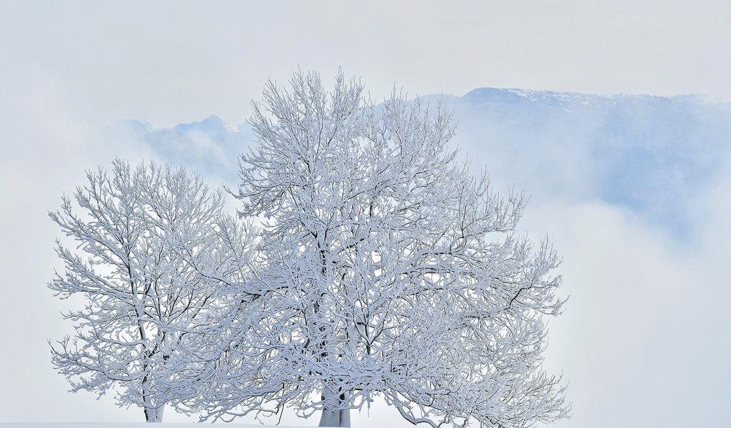 Обои деревья, горы, снег, зима, trees, mountains, snow, winter разрешение 1920x1214 Загрузить