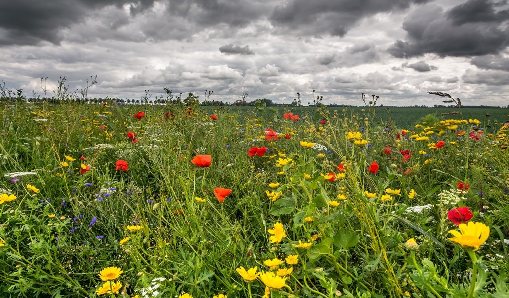 Обои небо, цветы, трава, облака, поле, лето, маки, лютики, the sky, flowers, grass, clouds, field, summer, maki, buttercups разрешение 3400x1965 Загрузить