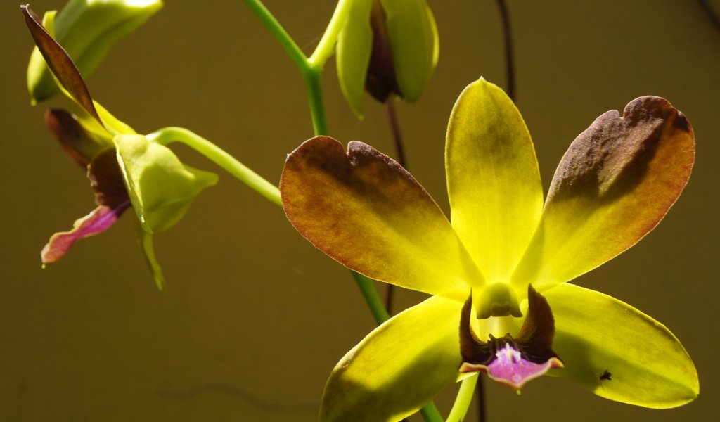 Обои цветы, макро, орхидеи,  цветы, орхидею, flowers, macro, orchids, orchid разрешение 6000x4000 Загрузить