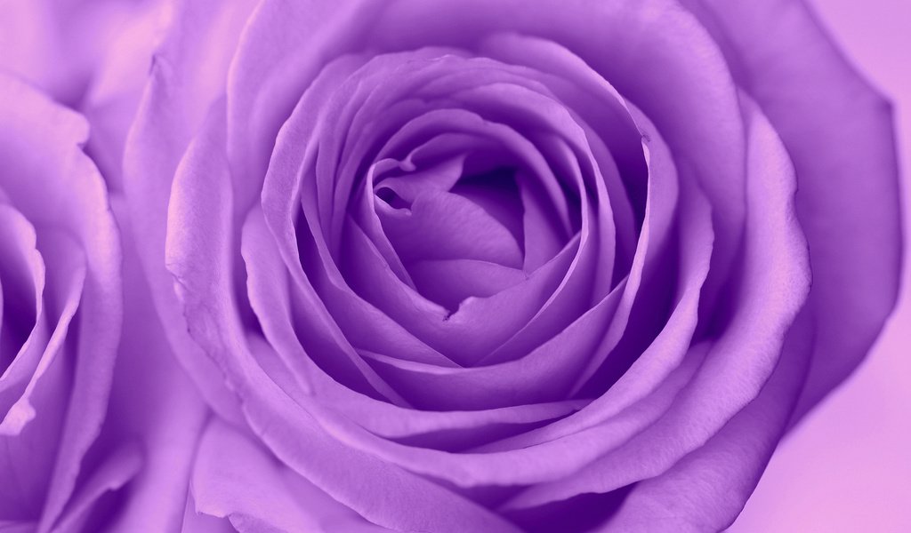 Обои макро, роза, лепестки, бутон, сиреневая, macro, rose, petals, bud, lilac разрешение 2048x1365 Загрузить